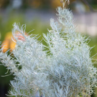 vahemere käokuld (1)