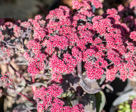 Sedum `Autumn Joy Rose Soiree` kukehari (1)