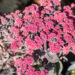 Sedum `Autumn Joy Rose Soiree` kukehari (1)