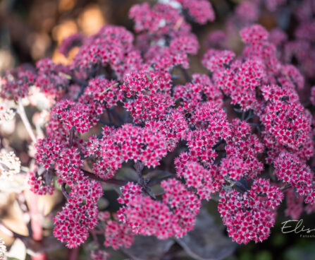 Sedum `Autumn Joy Rose Soiree` kukehari (2)