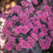 Sedum `Autumn Joy Rose Soiree` kukehari (2)