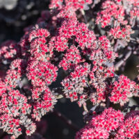 Sedum `Autumn Joy Rose Soiree` kukehari (3)