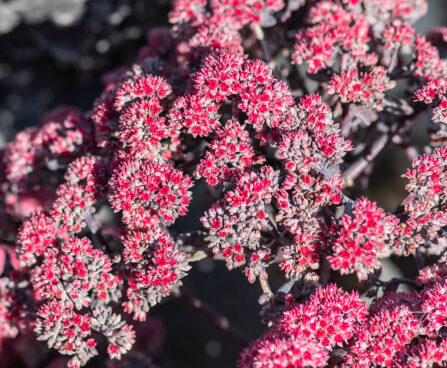 Sedum `Autumn Joy Rose Soiree` kukehari (3)