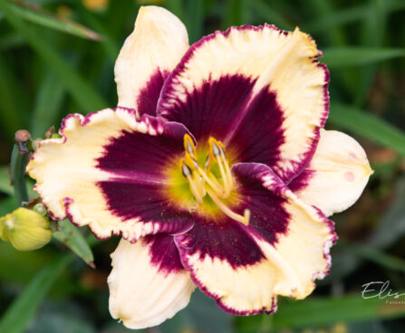 Hemerocallis `Tiger Blood` päevaliilia