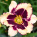 Hemerocallis `Tiger Blood` päevaliilia