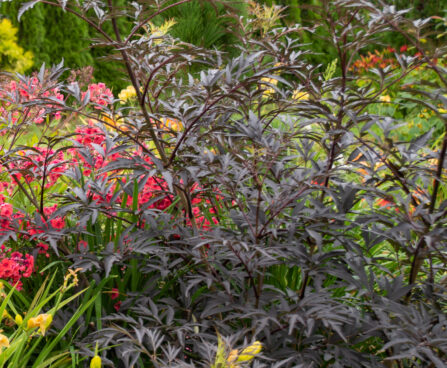 Sambucus nigra `Black Lace` must leeder