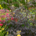 Sambucus nigra `Black Lace` must leeder