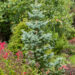 Abies lasiocarpa `Compacta` mäginulg