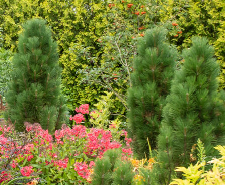 Pinus nigra `Green Tower` must mänd