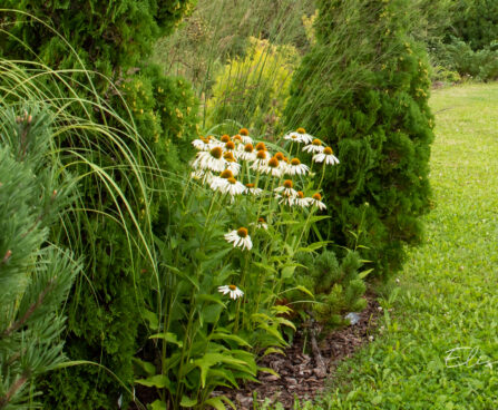 Echinacea purpurea `Alba` siilkübar
