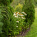Echinacea purpurea `Alba` siilkübar
