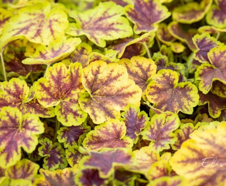 1365_10260_Heucherella_Solar_Eclipse_pisipooris.jpg