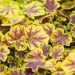 1365_10260_Heucherella_Solar_Eclipse_pisipooris.jpg
