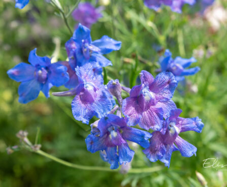 Delphinium grandiflorum kukekannus (3)