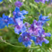 Delphinium grandiflorum kukekannus (3)