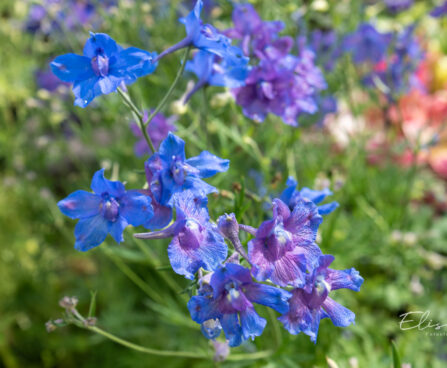 Delphinium grandiflorum kukekannus (1)