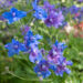 Delphinium grandiflorum kukekannus (1)