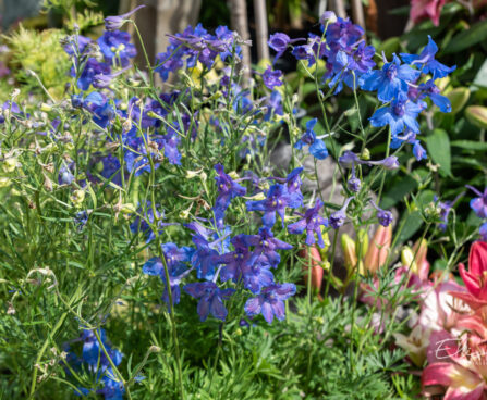 Delphinium grandiflorum kukekannus (2)