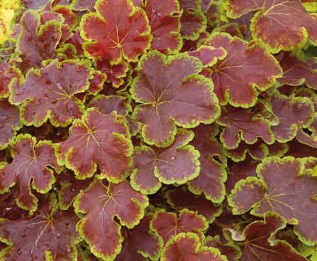 1365_10660_HEU_SolarEclipse_449215Heucherella_pisipooris.jpg