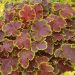 1365_10660_HEU_SolarEclipse_449215Heucherella_pisipooris.jpg