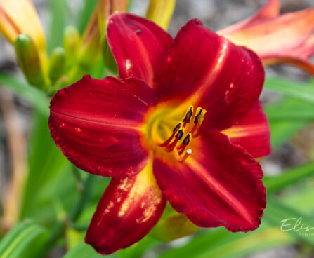 Hemerocallis `Victor Vahl` päevaliilia
