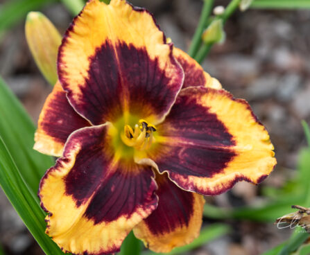 Hemerocallis `Gibt`s Denn Das` päevaliilia