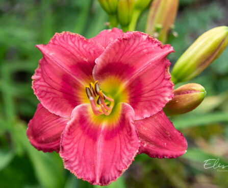 Hemerocallis `Tiefrosa Zeiten` päevaliilia