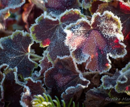 1365_4216_Heucherella_Solar_Eclipse.jpg