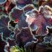 1365_4216_Heucherella_Solar_Eclipse.jpg