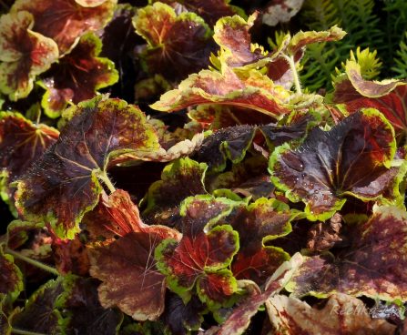 1365_4488_Heucherella_Solar_Eclipse.jpg