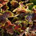 1365_4488_Heucherella_Solar_Eclipse.jpg