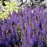 Salvia x nemorosa `Salute Deep Blue` metssalvei (2)