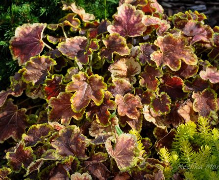 1365_4489_Heucherella_Solar_Eclipse1.jpg