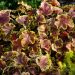 1365_4489_Heucherella_Solar_Eclipse1.jpg