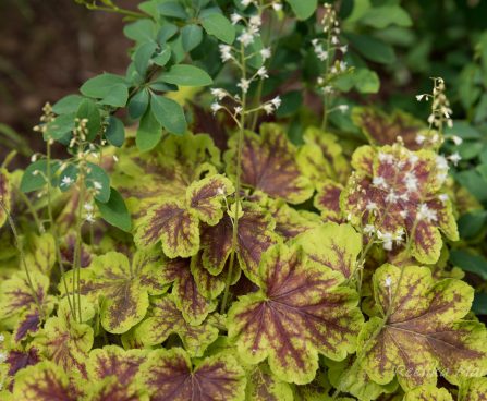 1365_8491_Heucherella_Solar_Eclipse_.JPG