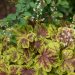 1365_8491_Heucherella_Solar_Eclipse_.JPG