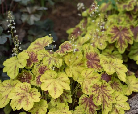 1365_8492_Heucherella_Solar_Eclipse__2.JPG