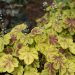 1365_8492_Heucherella_Solar_Eclipse__2.JPG