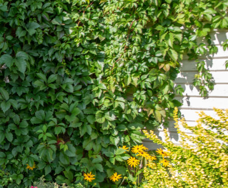 Parthenocissus quinquefolia harilik metsviinapuu