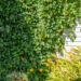 Parthenocissus quinquefolia harilik metsviinapuu