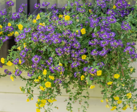 Scaevola tiiviklill ja Calibrachoa Twist Double Yellow puispetuunia
