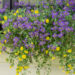 Scaevola tiiviklill ja Calibrachoa Twist Double Yellow puispetuunia