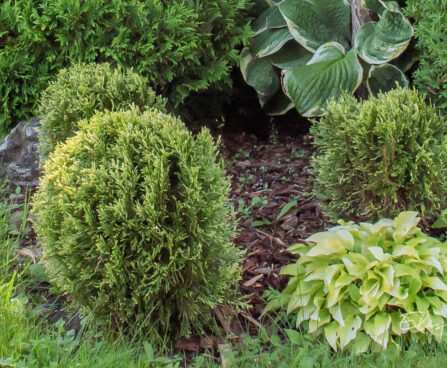 Thuja occidentalis `Miss Frosty` harilik elupuu