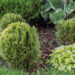 Thuja occidentalis `Miss Frosty` harilik elupuu