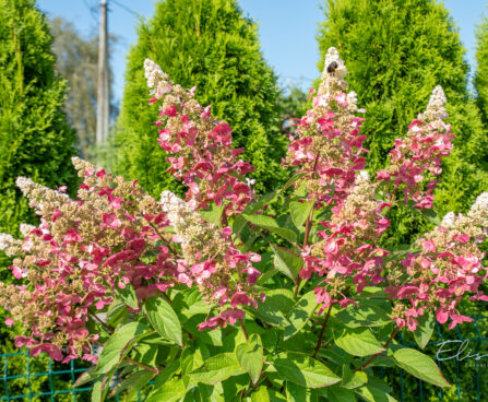 Hydrangea paniculata `Pinky Winky` aed-hortensia (1)