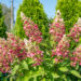 Hydrangea paniculata `Pinky Winky` aed-hortensia (1)