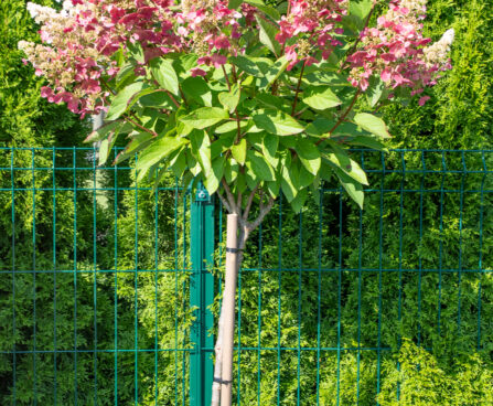 Hydrangea paniculata `Pinky Winky` aed-hortensia (2)