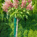 Hydrangea paniculata `Pinky Winky` aed-hortensia (2)