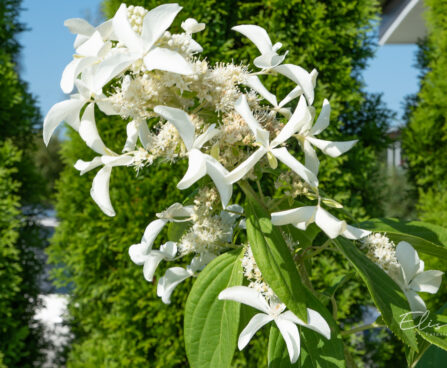 Hydrangea paniculata `Great Star` aed-hortensia (1)