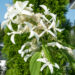 Hydrangea paniculata `Great Star` aed-hortensia (1)